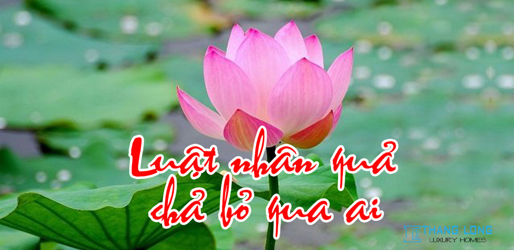 Luận bàn về luật nhân quả